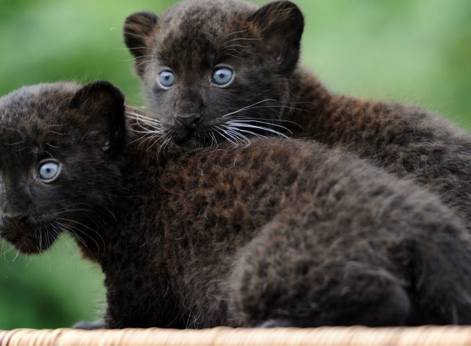 Wallpaper Panther, Cub, Cats, Kittens, black cat, fur, blue eyes, nature, Animals 2347512296